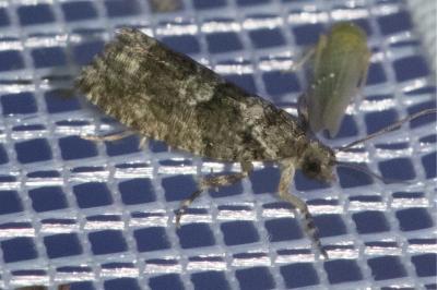 <i>Zeiraphera isertana</i>
