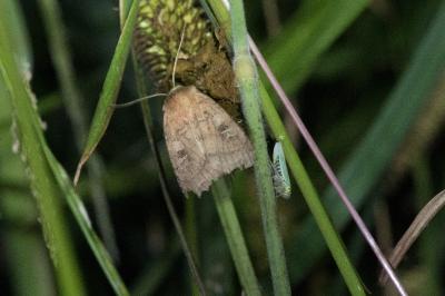 <i>Diarsia rubi</i>