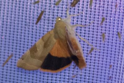 <i>Noctua fimbriata</i>