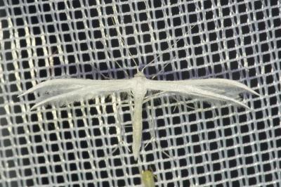 <i>Pterophorus pentadactylus</i>