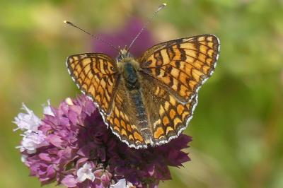<i>Melitaea phoebe</i>