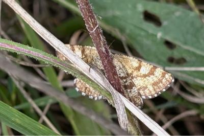 <i>Ematurga atomaria</i>