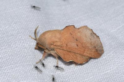 <i>Phyllodesma tremulifolia</i>