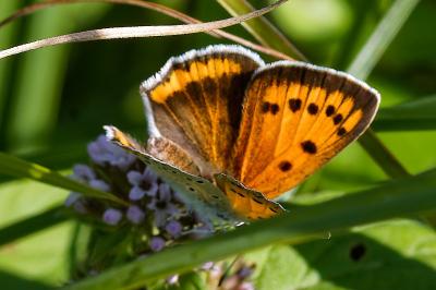 <i>Lycaena dispar</i>