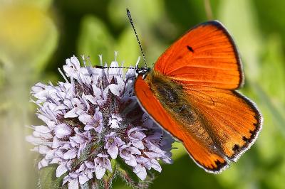 <i>Lycaena dispar</i>