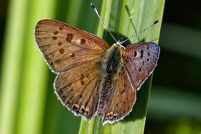 <i>Lycaena tityrus</i>