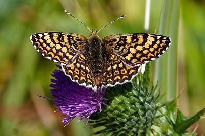 <i>Melitaea cinxia</i>