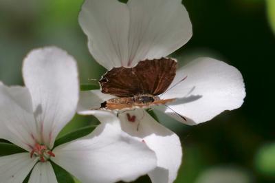 <i>Cacyreus marshalli</i>