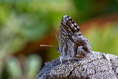 <i>Cacyreus marshalli</i>