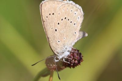 <i>Phengaris teleius</i>
