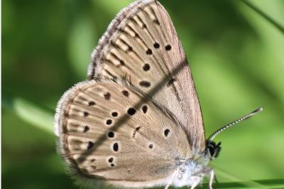 <i>Phengaris alcon</i>