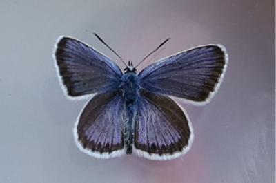<i>Plebejus argus</i>