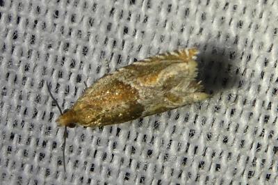 <i>Ancylis obtusana</i>