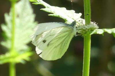 <i>Pieris napi</i>