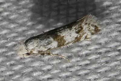 <i>Scythropia crataegella</i>