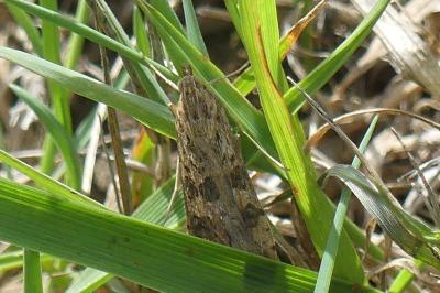 <i>Nomophila noctuella</i>