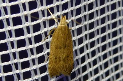 <i>Helcystogramma lutatella</i>