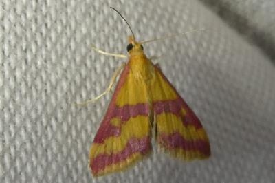 Pyrausta sanguinalis