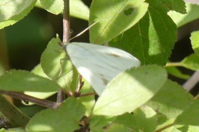 <i>Sitochroa palealis</i>