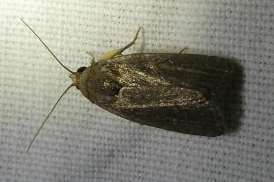 <i>Proxenus hospes</i>