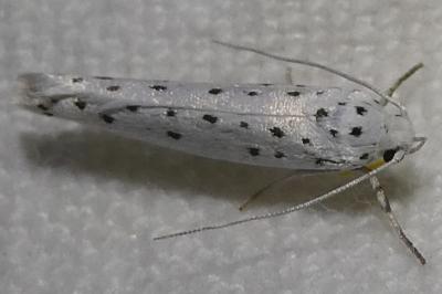<i>Yponomeuta</i>