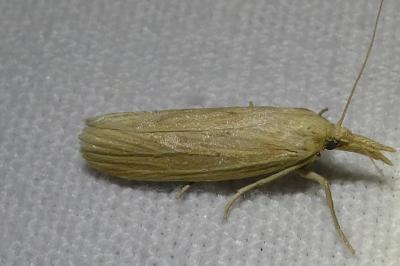 <i>Ematheudes punctella</i>