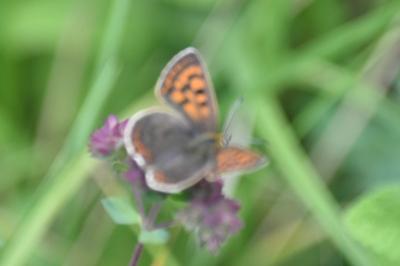 <i>Lycaena tityrus</i>