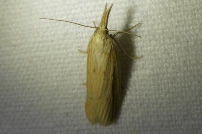 <i>Ematheudes punctella</i>