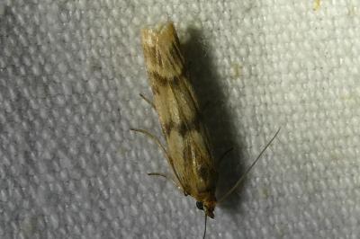 <i>Homoeosoma sinuella</i>