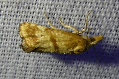 <i>Cochylimorpha hilarana</i>