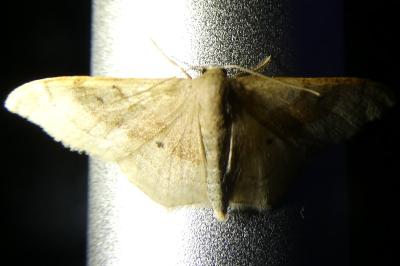 <i>Idaea degeneraria</i>