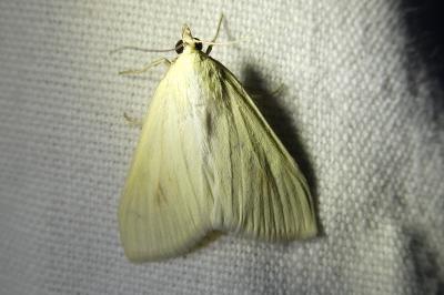 <i>Sitochroa palealis</i>