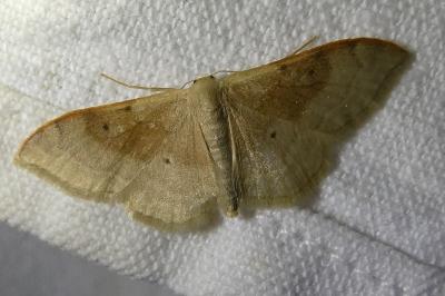 <i>Idaea degeneraria</i>