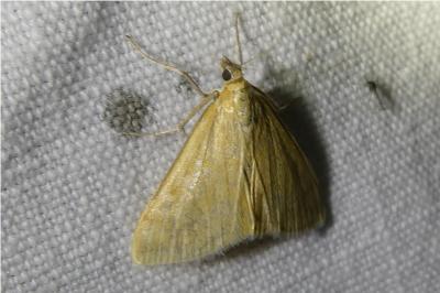 <i>Sitochroa verticalis</i>