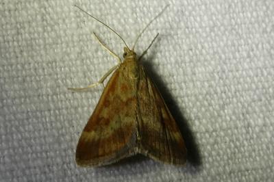 <i>Pyrausta despicata</i>