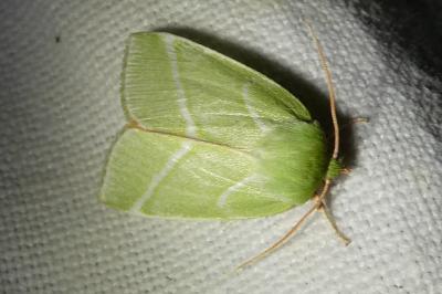 <i>Pseudoips prasinanus</i>