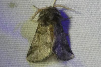 <i>Thaumetopoea processionea</i>