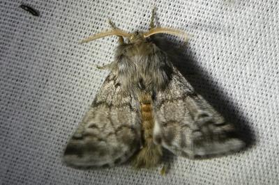 <i>Thaumetopoea pityocampa</i>