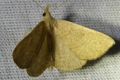 <i>Paracolax tristalis</i>