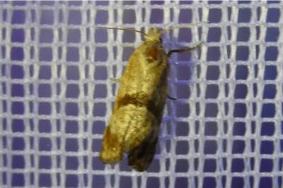 <i>Cochylimorpha hilarana</i>