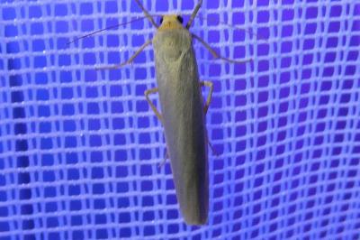 <i>Manulea complana</i>