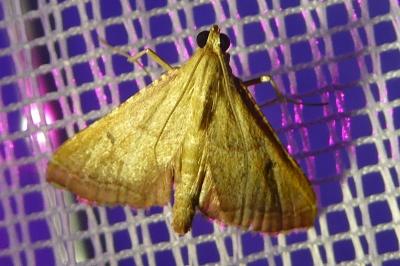 <i>Endotricha flammealis</i>