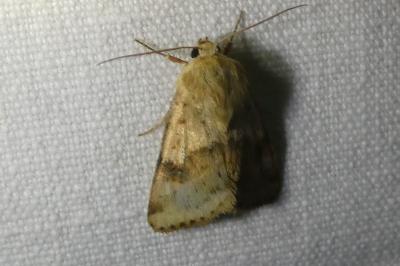 <i>Heliothis viriplaca</i>