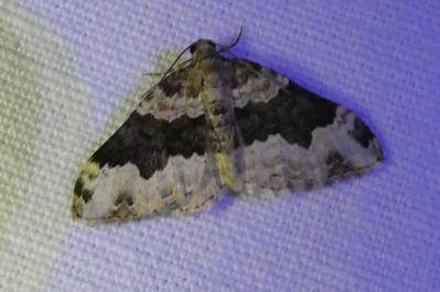 <i>Epirrhoe galiata</i>
