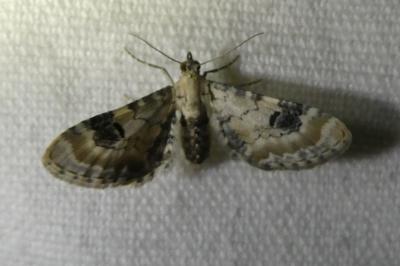 <i>Eupithecia centaureata</i>