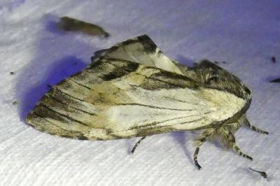 <i>Harpyia milhauseri</i>