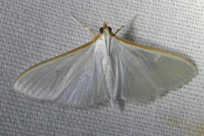 <i>Palpita vitrealis</i>