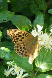 <i>Argynnis paphia</i>