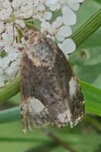 <i>Tyta luctuosa</i>