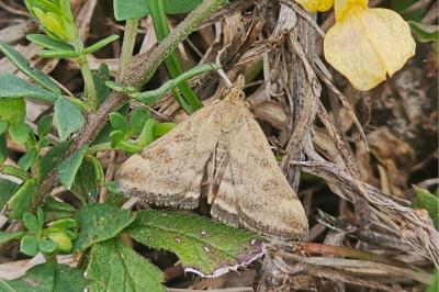 <i>Pyrausta despicata</i>
